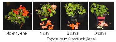 Effects of ethylene on plants.jpg